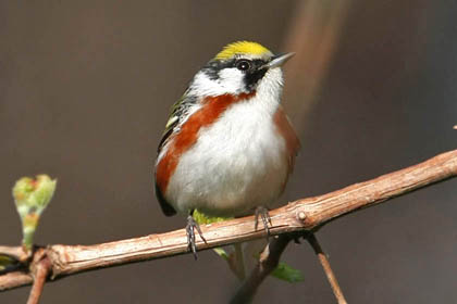 chestnut_sided_warbler_0232