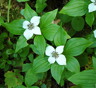 cornus_unalaschkensis1_je