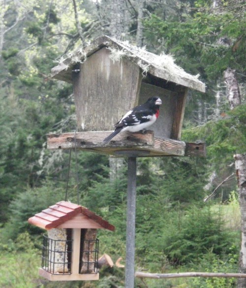 Rose breasted grosbeak
